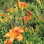 A Lovely House In Valley Vipava