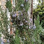 A Lovely House In Valley