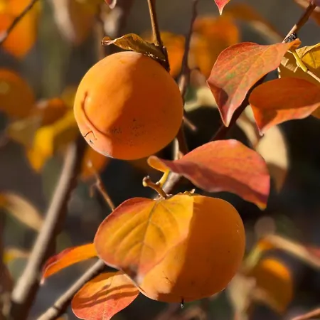 A Lovely House In Valley *