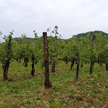 Tatil Evi A Lovely House In Valley