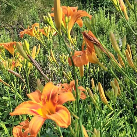 A Lovely House In Valley Vipava