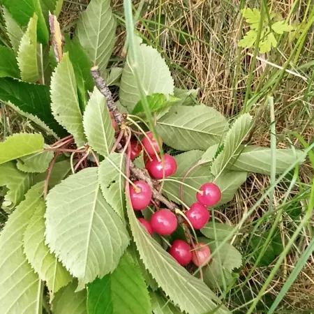 Σπίτι διακοπών A Lovely House In Valley Vipava