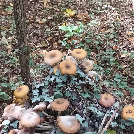 A Lovely House In Valley * Vipava