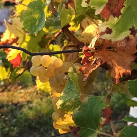 A Lovely House In Valley