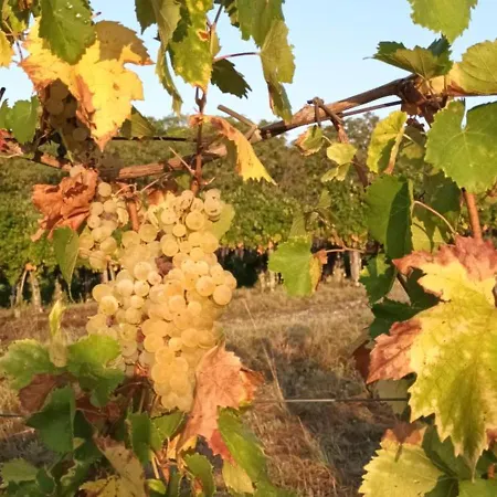 Σπίτι διακοπών A Lovely House In Valley Vipava