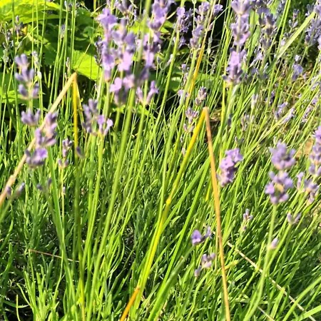 Σπίτι διακοπών A Lovely House In Valley Vipava