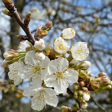 A Lovely House In Valley * Vipava