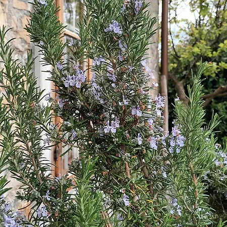 A Lovely House In Valley