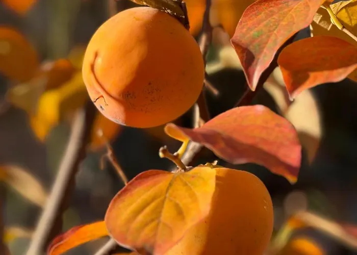 A Lovely House In Valley *
