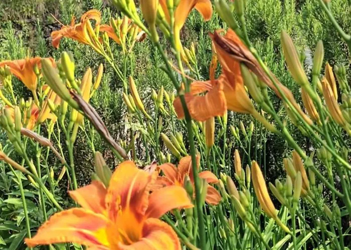 A Lovely House In Valley Vipava