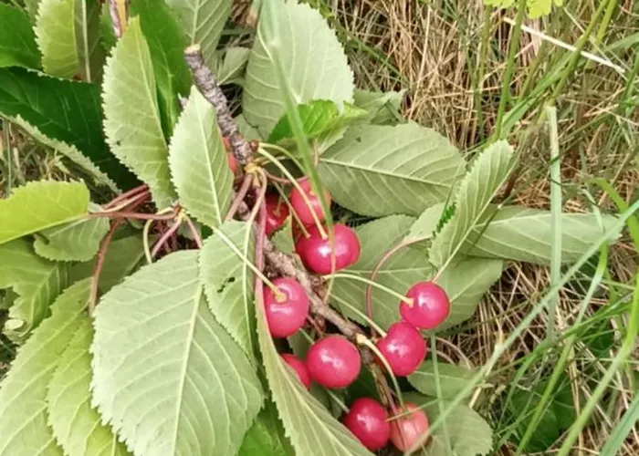Tatil Evi A Lovely House In Valley Vipava