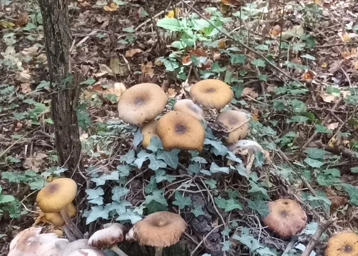 A Lovely House In Valley * Vipava