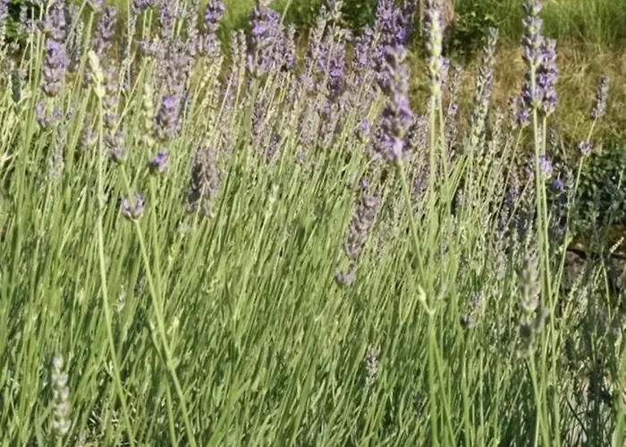 A Lovely House In Valley Tatil Evi *