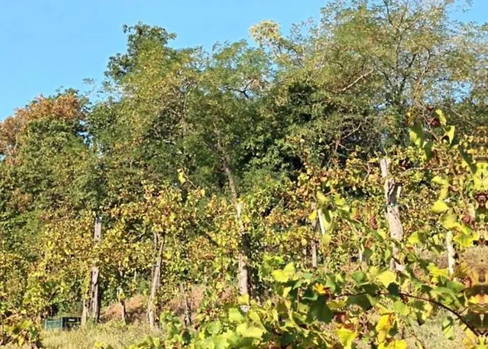 A Lovely House In Valley * Vipava