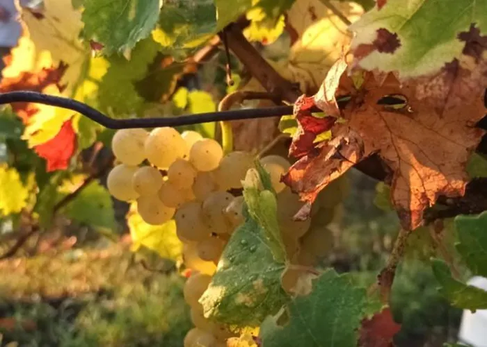 A Lovely House In Valley