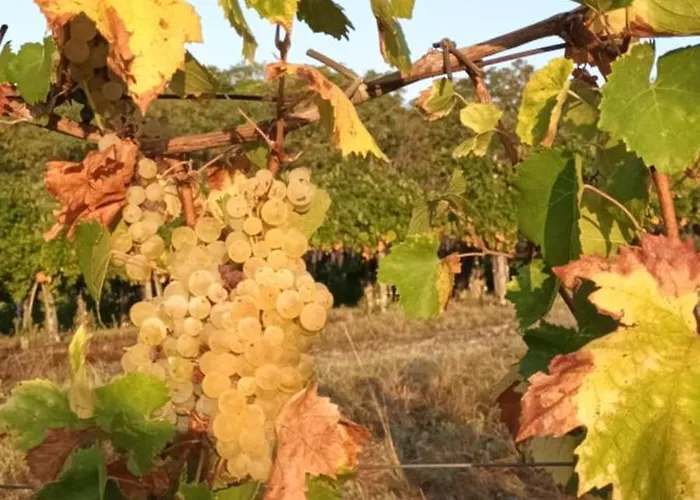 Tatil Evi A Lovely House In Valley Vipava