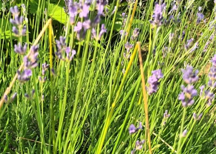 Casa vacanze A Lovely House In Valley Vipava