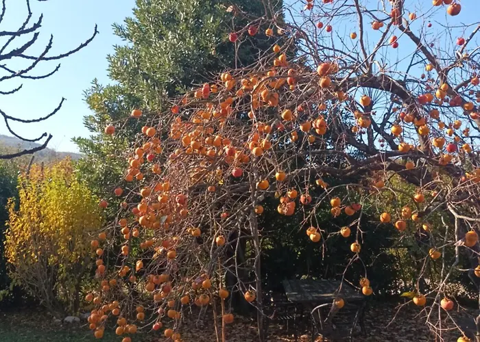 A Lovely House In Valley