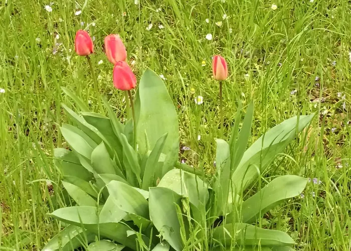 A Lovely House In Valley * Vipava