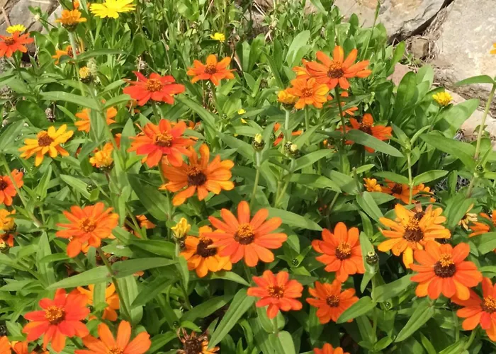 Casa vacanze A Lovely House In Valley Vipava