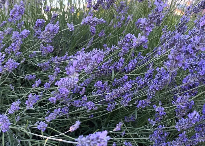 A Lovely House In Valley Tatil Evi