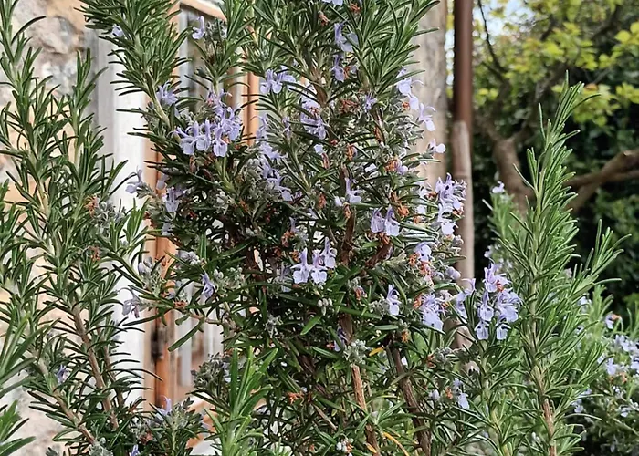A Lovely House In Valley
